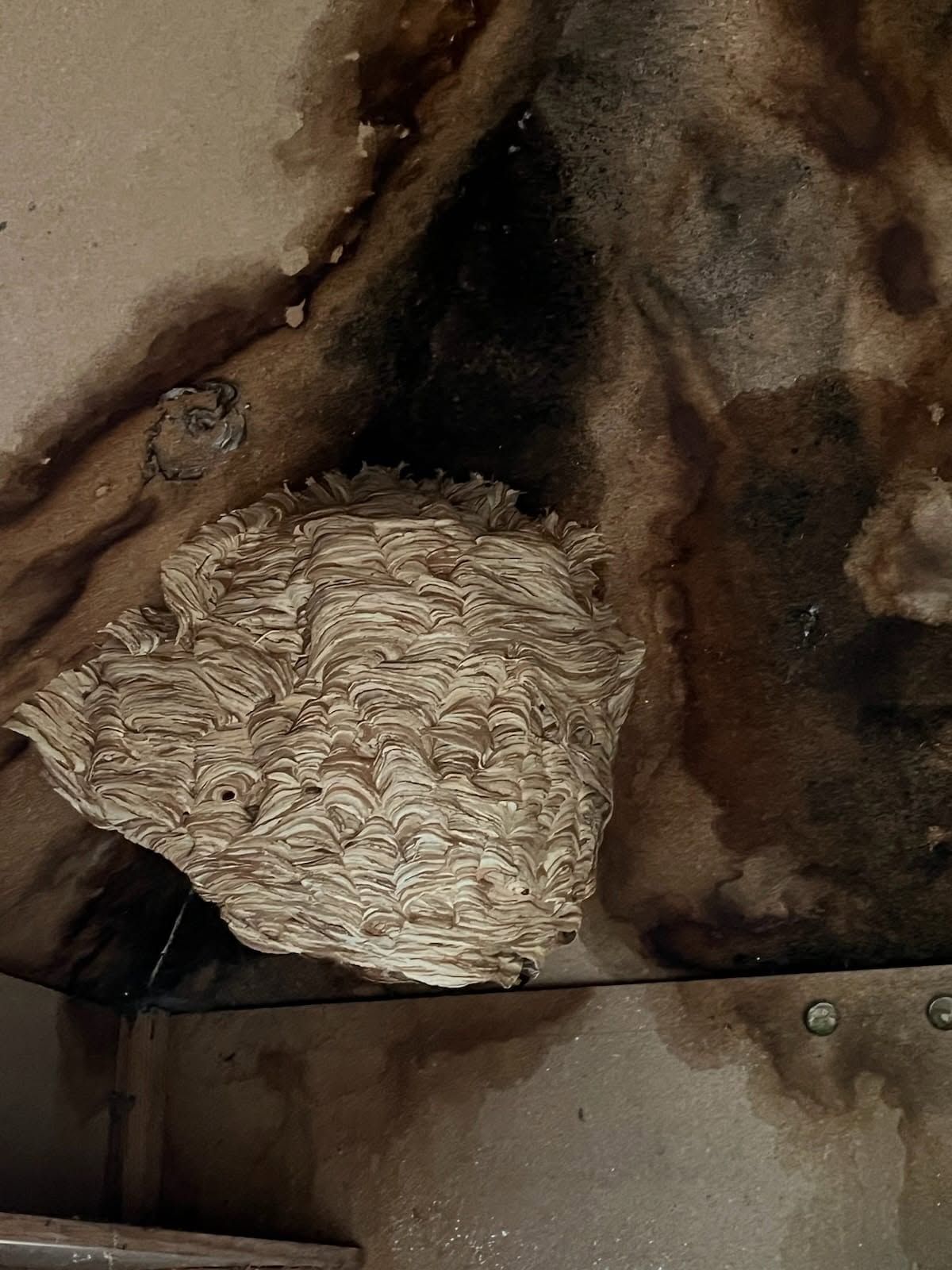 Gros nid de frelons suspendu sous un toit de garage.
