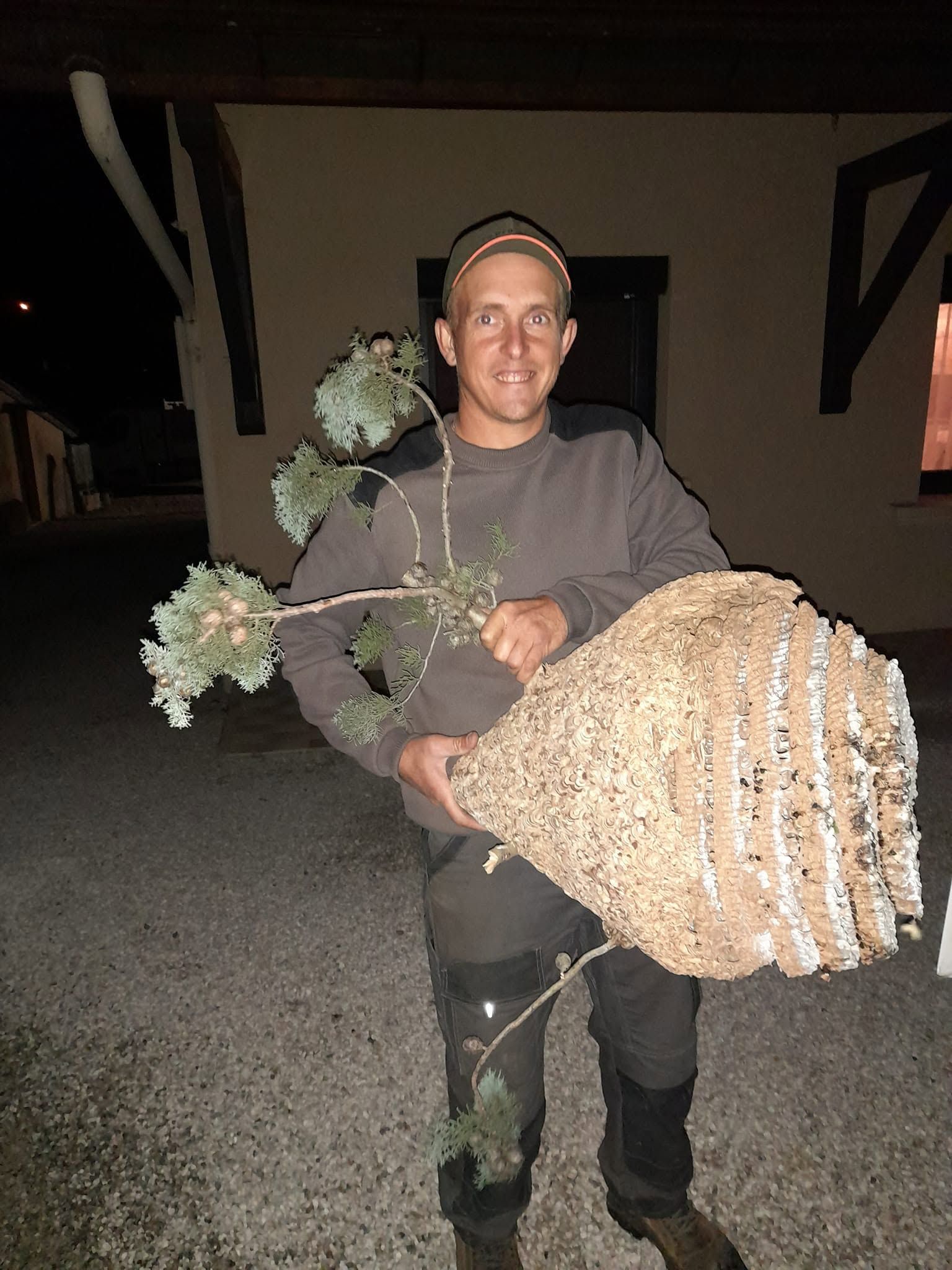 Artisan montrant un nid de frelons.