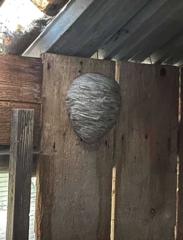 Gros nid de guêpes gris fixé à un mur en bois sous un toit en tôle ondulée.