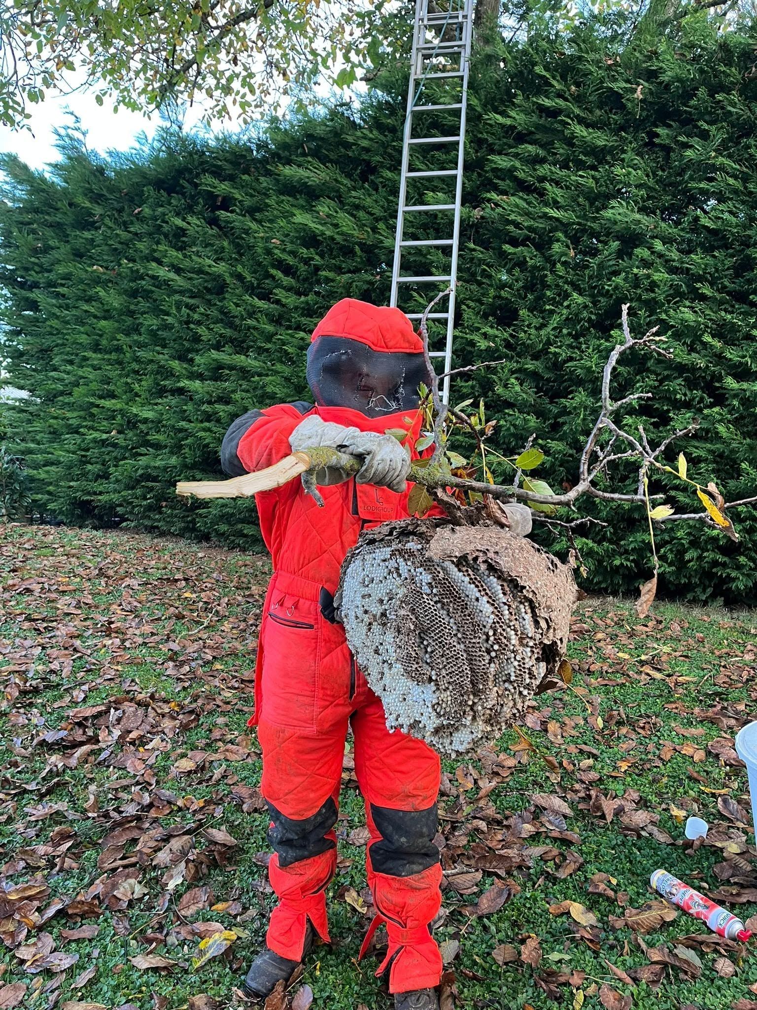 Professionnel montrant un nid de frelons qu'il vient d'enlever en haut d'un arbre.
