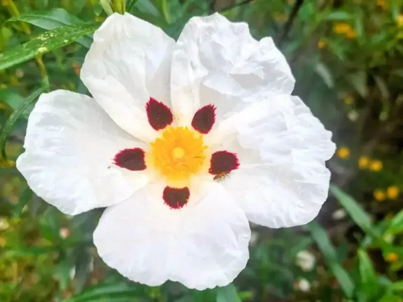 Una flor de Cistus blanca con cinco pétalos rizados, un centro amarillo brillante y manchas de color granate