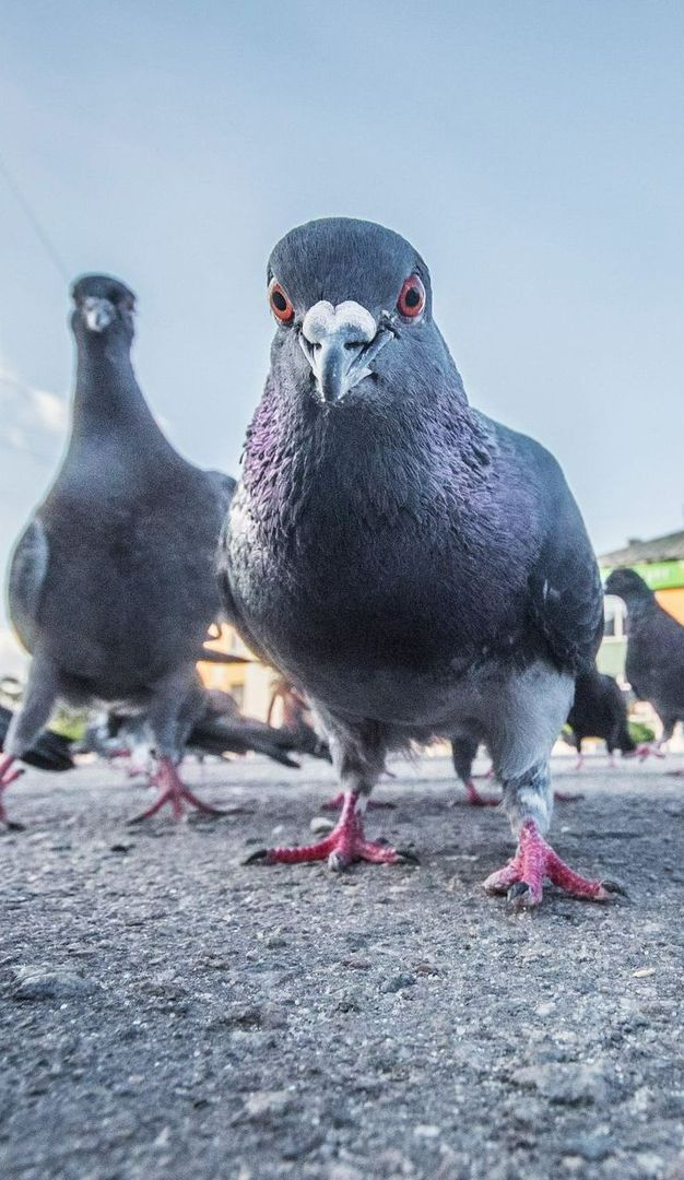 Pigeons des villes