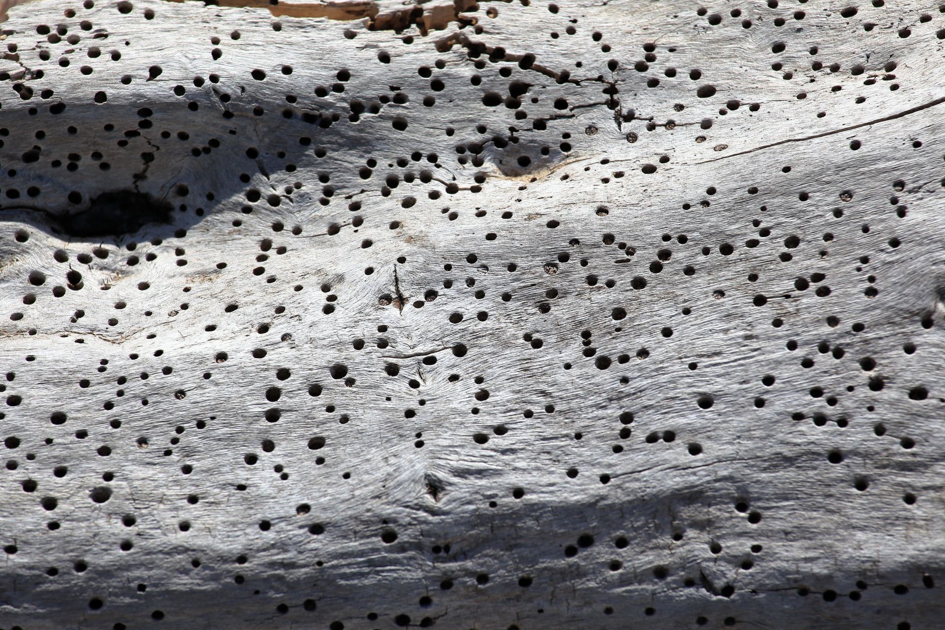 Dégâts entraînés par les vrilettes