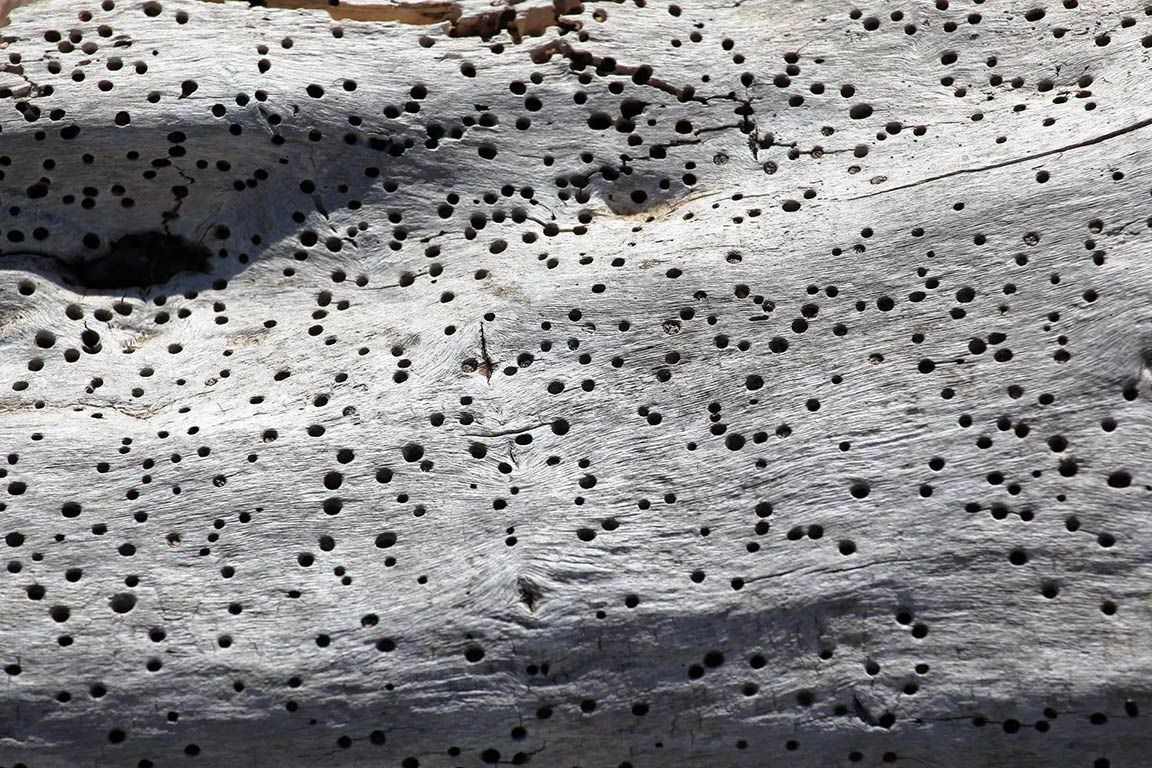 Dégâts entraînés par les vrilettes