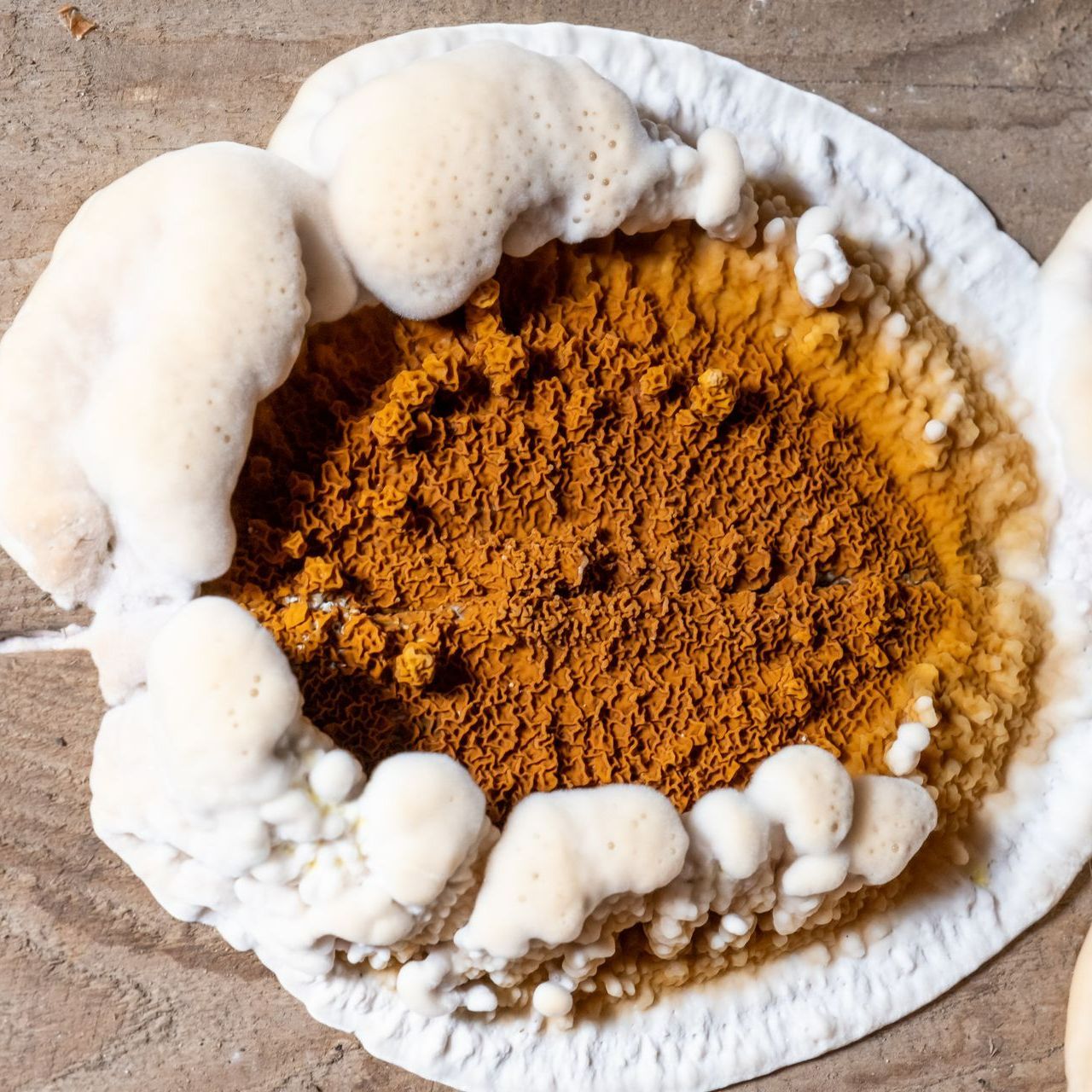 Champignons lignivoires sur charpente bois