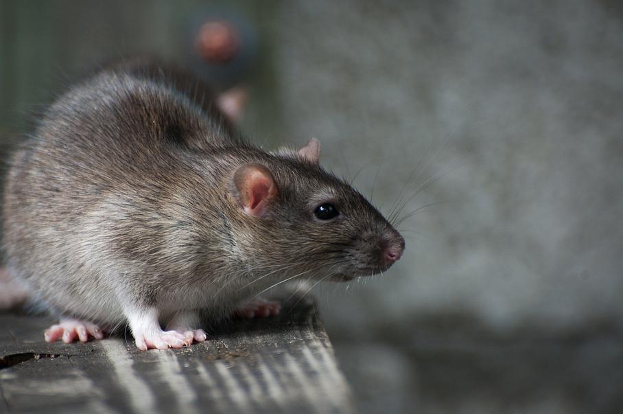 Rat gris - rat surmulot