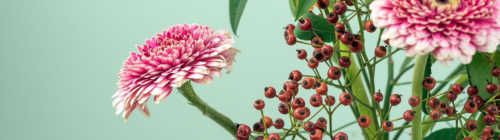 Eine Nahaufnahme einer rosa Blume und roten Beeren auf grünem Hintergrund.