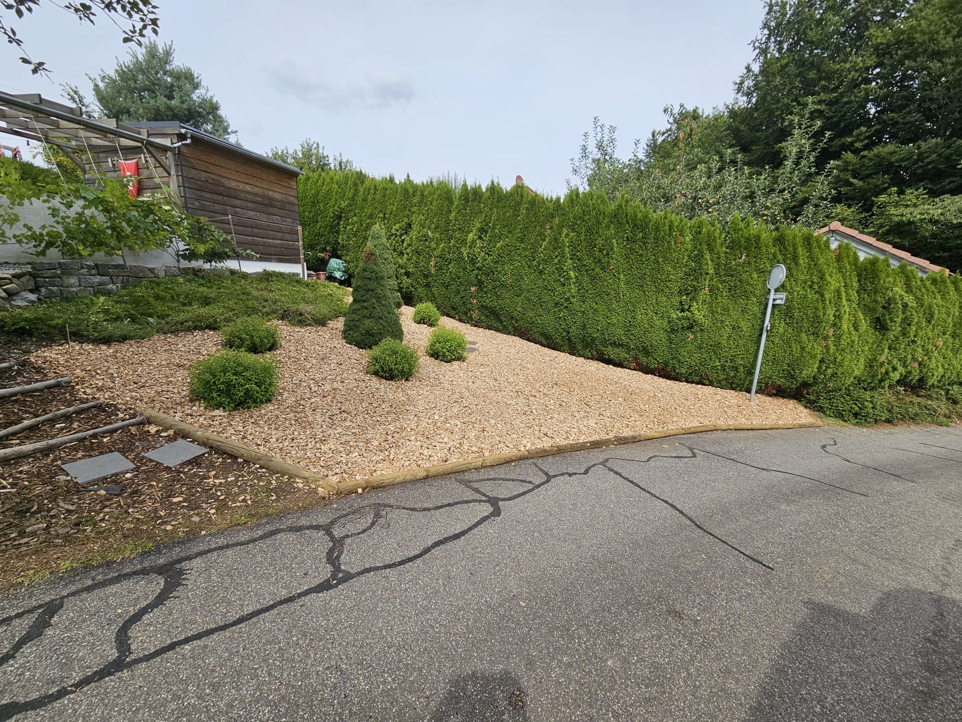 Un talus aménagé avec des copeaux de bois, des arbustes à feuilles persistantes et une haute haie bordant une route.