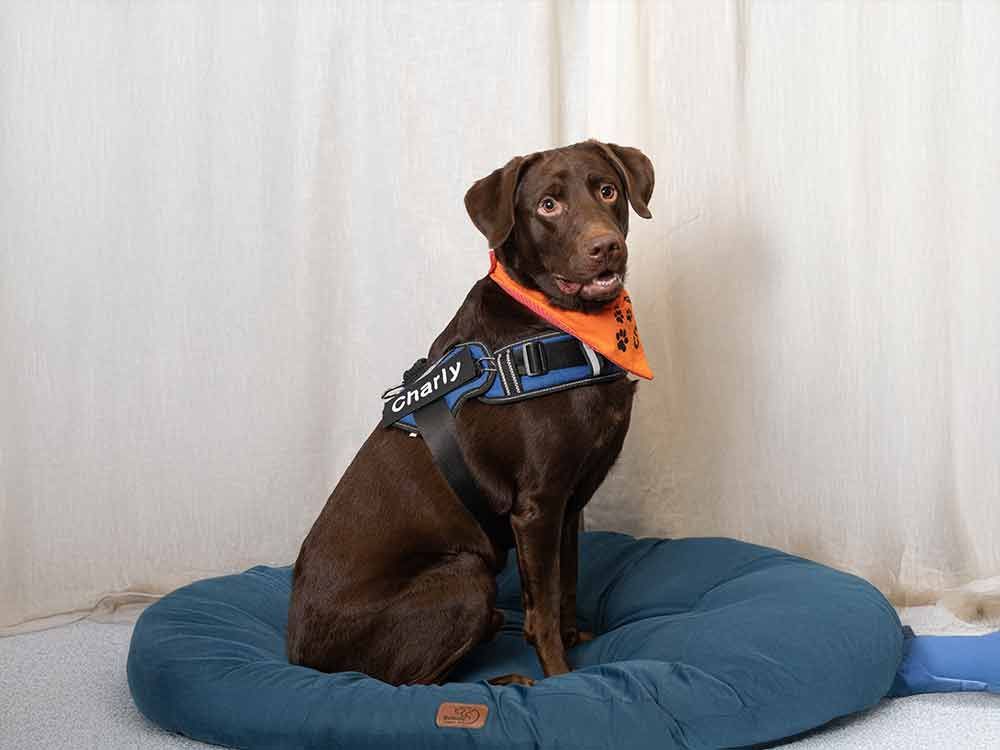 Ein brauner Hund sitzt auf einem blauen Hundebett.