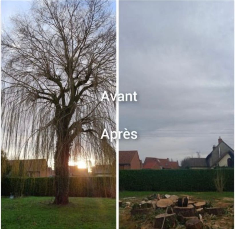 Vue avant-après en deux volets montrant un grand arbre abattu dans un jardin