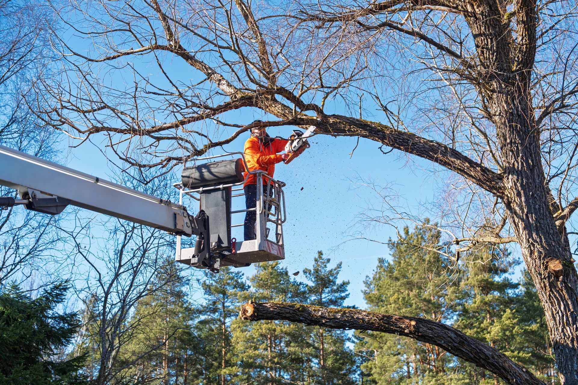 Un arboriste dans une nacelle élévatrice taille une grosse branche d’arbre par une journée ensoleillée