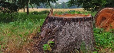 Souche d’arbre fraîchement coupée