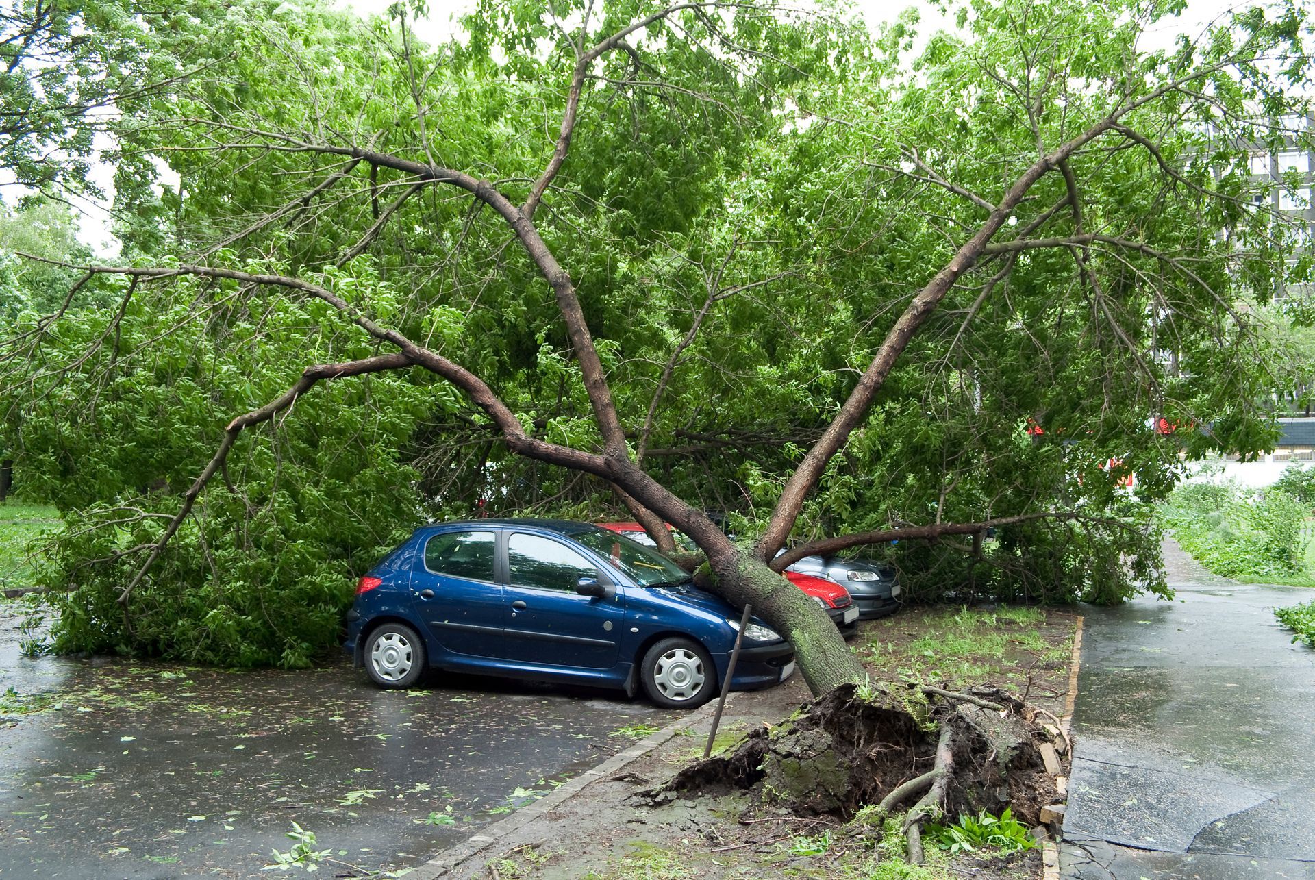 Un arbre tombé sur une voiture bleue après une tempête