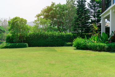 Une pelouse d’un vert luxuriant, agrémentée d’arbustes et d’arbres, avec une partie d’une maison blanche sur la droite