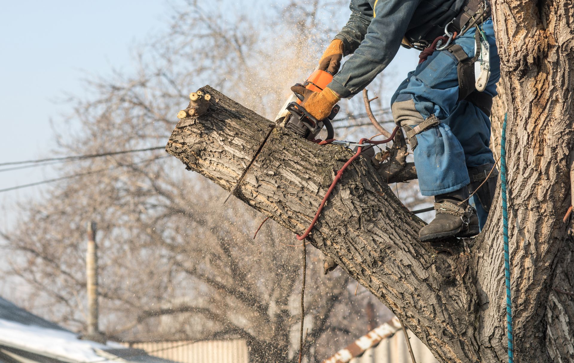 Un arboriste coupe le tronc d’un arbre à la tronçonneuse