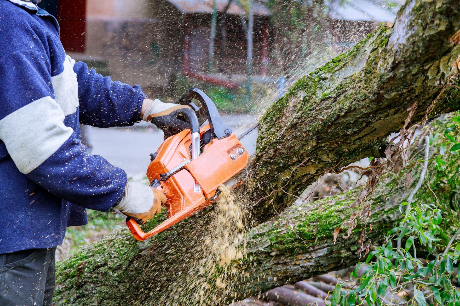 Personne utilisant une tronçonneuse orange pour couper un gros tronc d’arbre