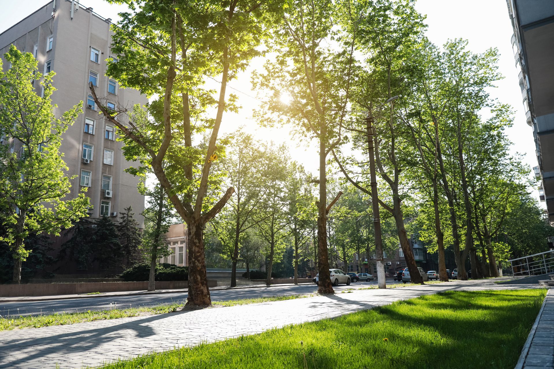 Trottoir ensoleillé bordé d’arbres, le long d’immeubles résidentiels