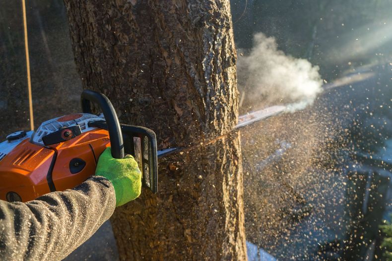 Une personne coupe un tronc d’arbre avec une tronçonneuse