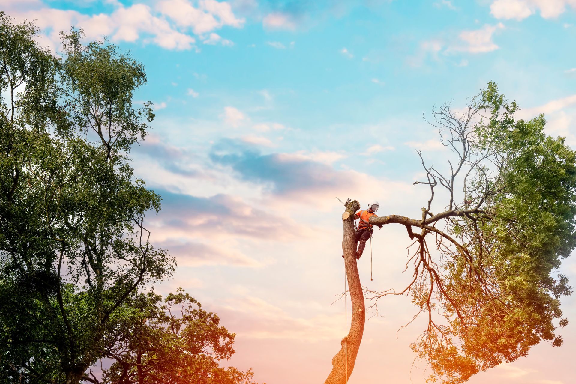 Un élagueur-grimpeur qui taille un arbre