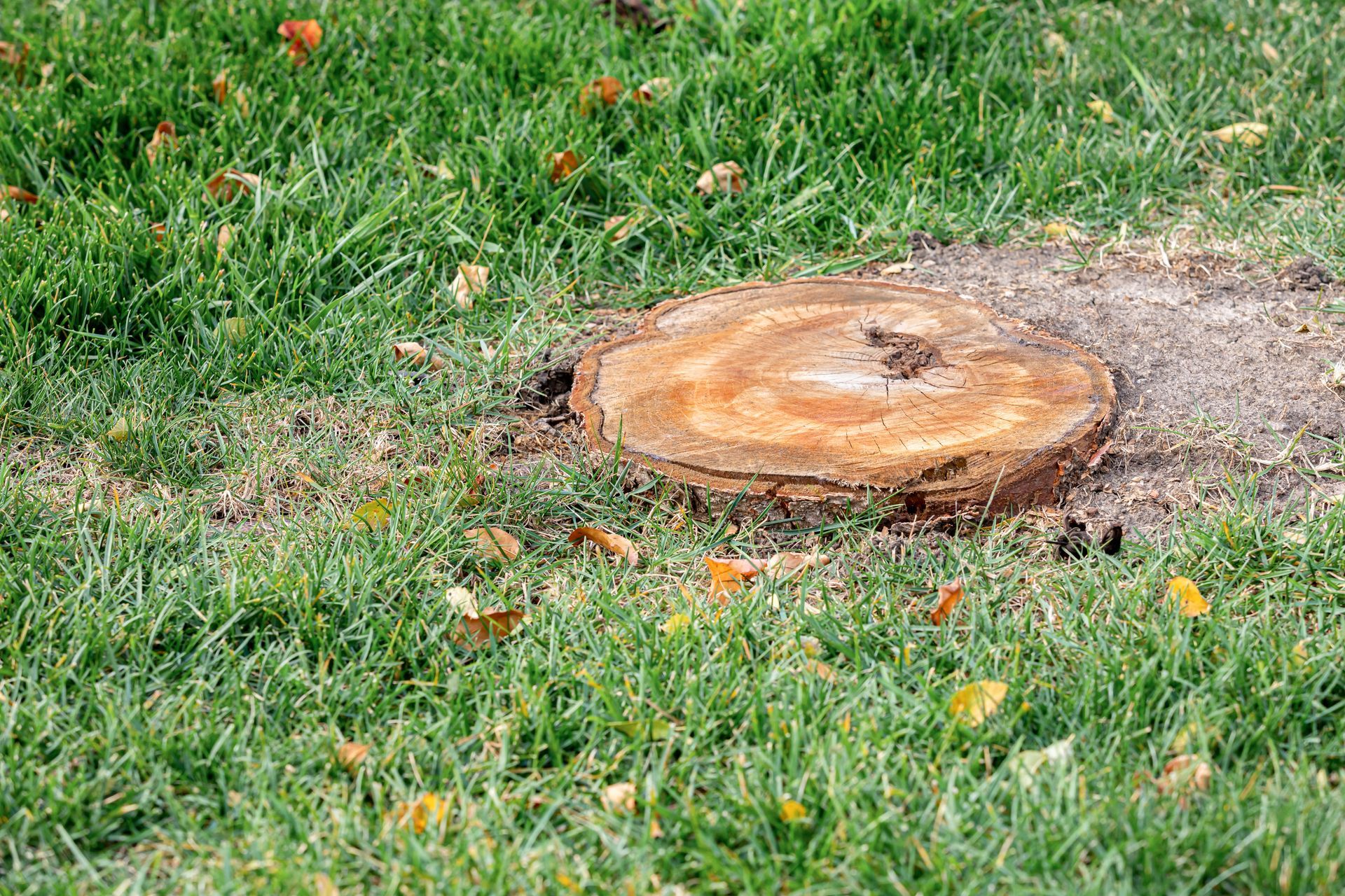 Souche fraîchement rognée dans un jardin gazonné