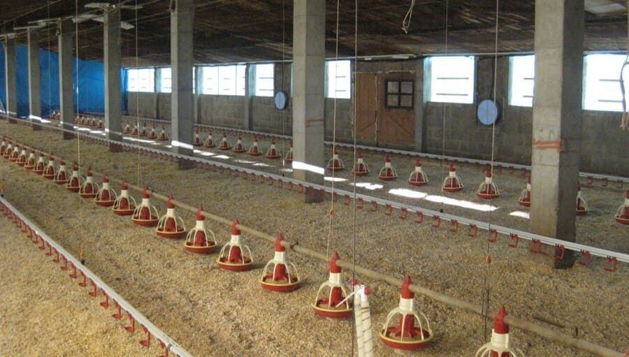 Una fila de comederos para pollos están alineados en un gallinero.