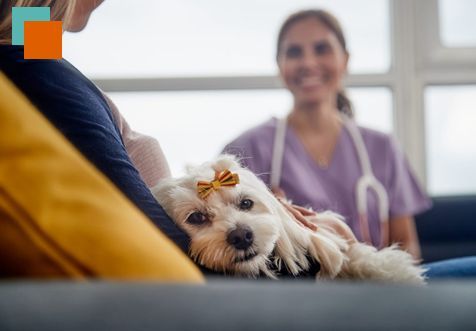 Una mujer sostiene un pequeño perro blanco con un lazo en la cabeza.