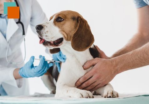 Un perro beagle está recibiendo una inyección de un veterinario.