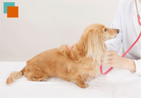 Un veterinario examina a un perro salchicha con un estetoscopio.