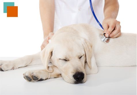 Un perro está siendo examinado por un veterinario con un estetoscopio.