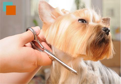 Una persona está cortando el pelo de un perro pequeño con unas tijeras.