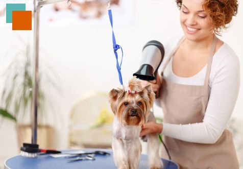 Una mujer está peinando a un perro pequeño con un secador de pelo.