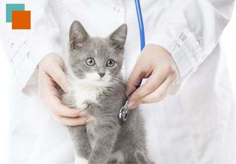 Un veterinario está examinando un gatito con un estetoscopio.