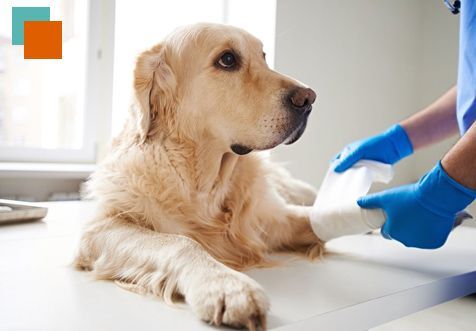 Un veterinario le venda la pata a un perro.