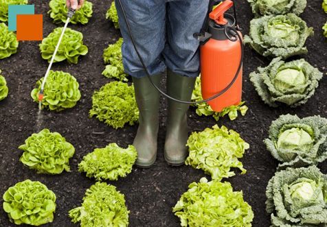 Una persona rociando lechuga en un jardín con un rociador naranja.