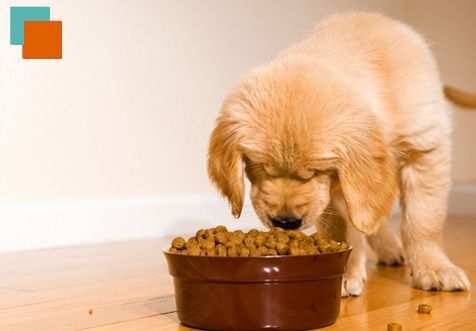 Un cachorro está comiendo comida de un recipiente en el suelo.