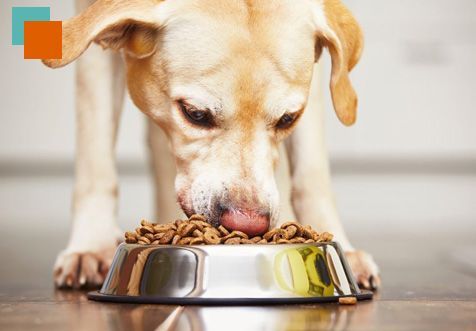 Un perro está comiendo comida de un recipiente en el suelo.