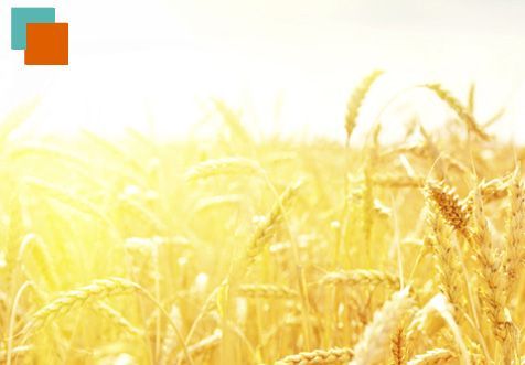 Un campo de trigo con el sol brillando a través de las espigas.