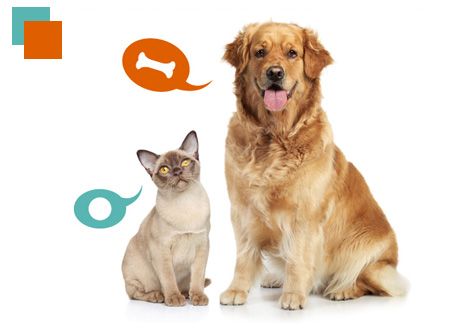 Un perro y un gato están sentados uno al lado del otro sobre un fondo blanco.
