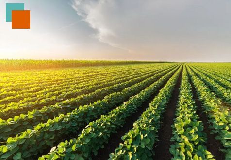 En un campo crecen hileras de plantas verdes.