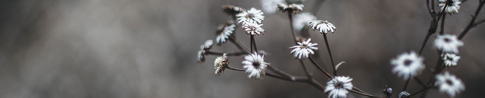 Eine Nahaufnahme einer Pflanze mit weißen Blüten auf grauem Hintergrund.