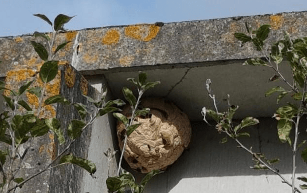 Nids de guêpes et de frelons