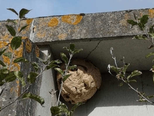 Nids de guêpes et frelons