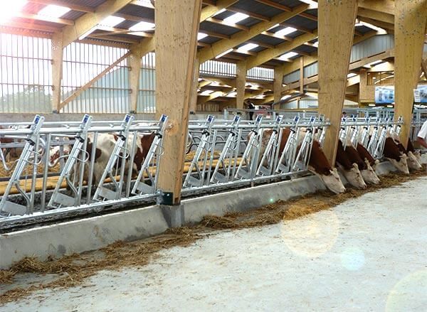 Des bovin en élevage