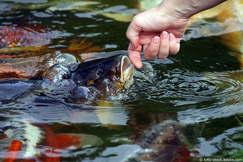 Lachs & Butt Gesellschaft für Frischfischhandel MBH Berlin