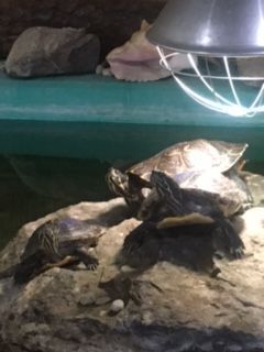 Lachs & Butt Gesellschaft für Frischfischhandel MBH Berlin