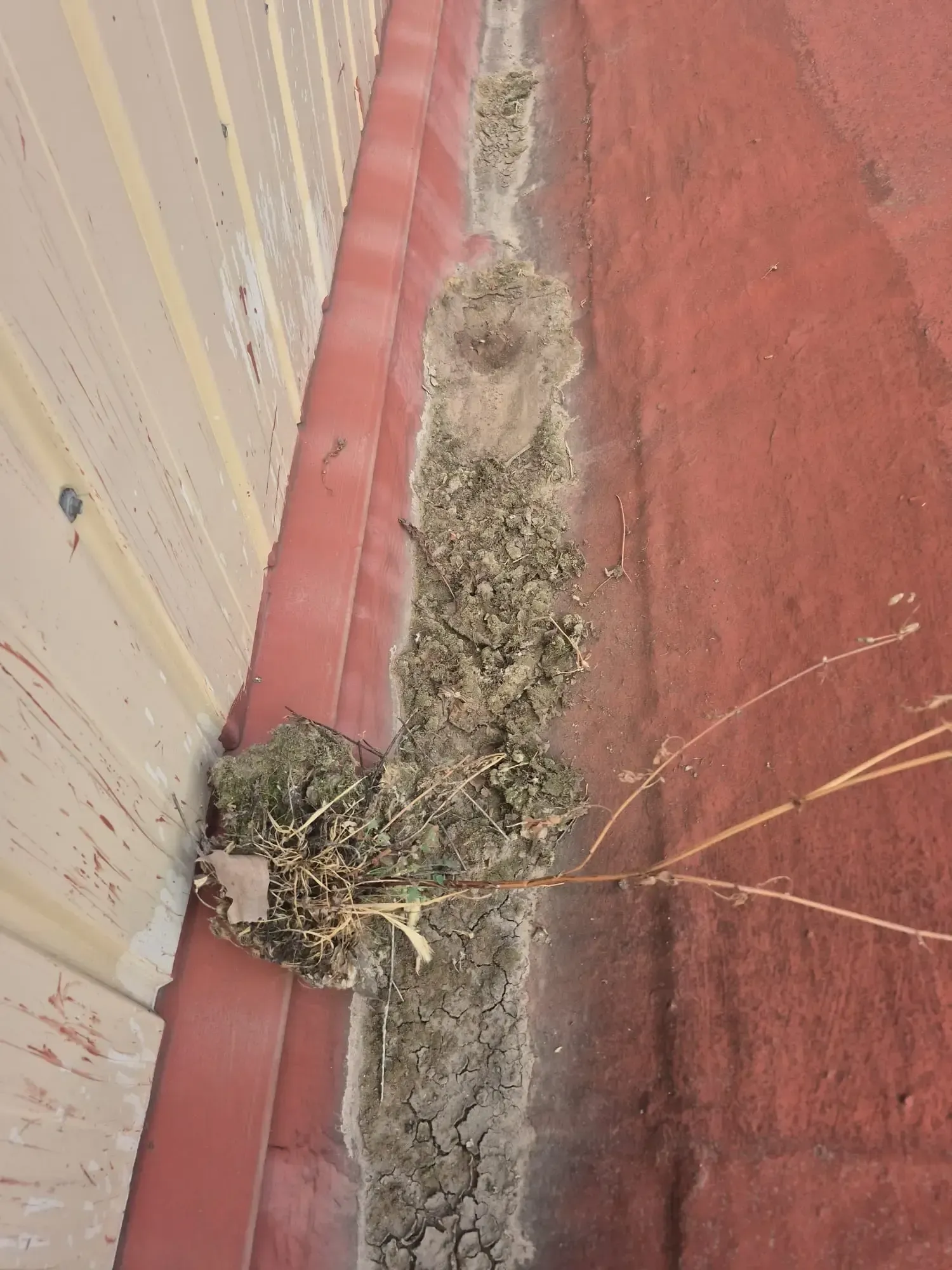 Grieta en el hormigón junto a una pared roja y un revestimiento beige, llena de maleza y escombros.