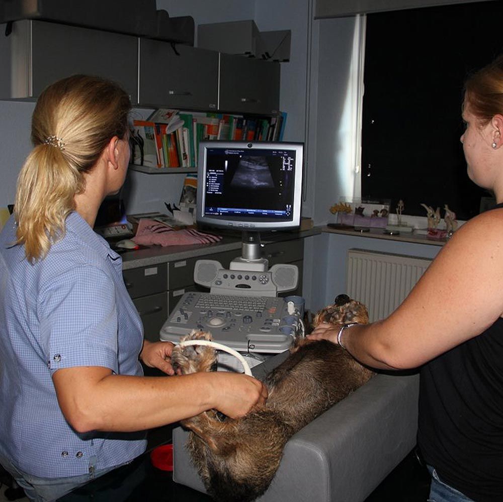 Ultraschall beim Dackel