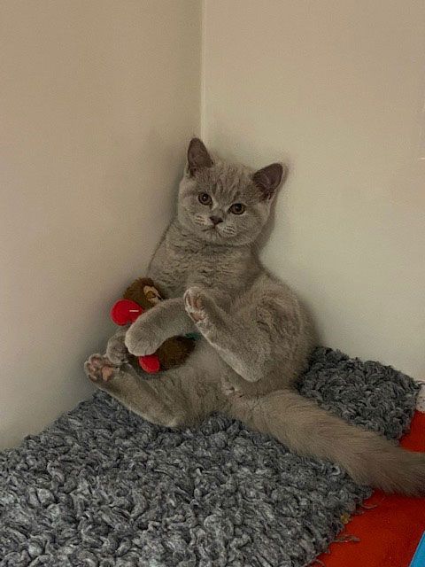 Tierarztpraxis Plasa-Rost graue Katze