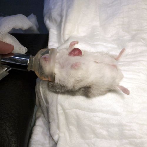 Hamster in Narkose