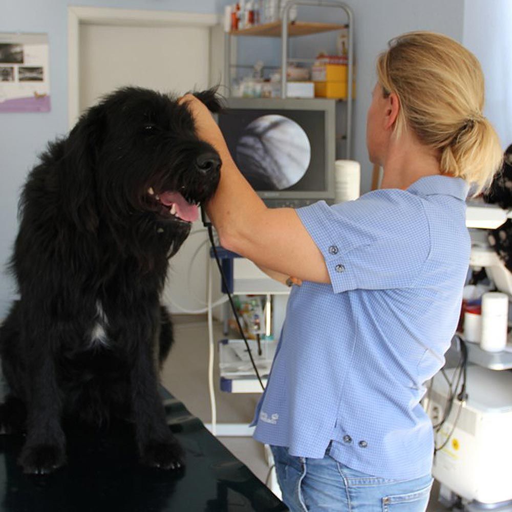 Untersuchung beim Hund